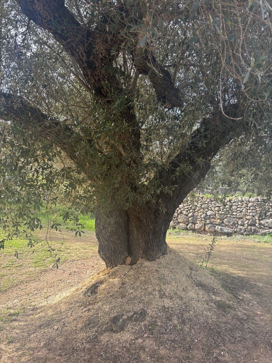 Mark till salu i Xerta - 69 000 € (Ref: 9565467)