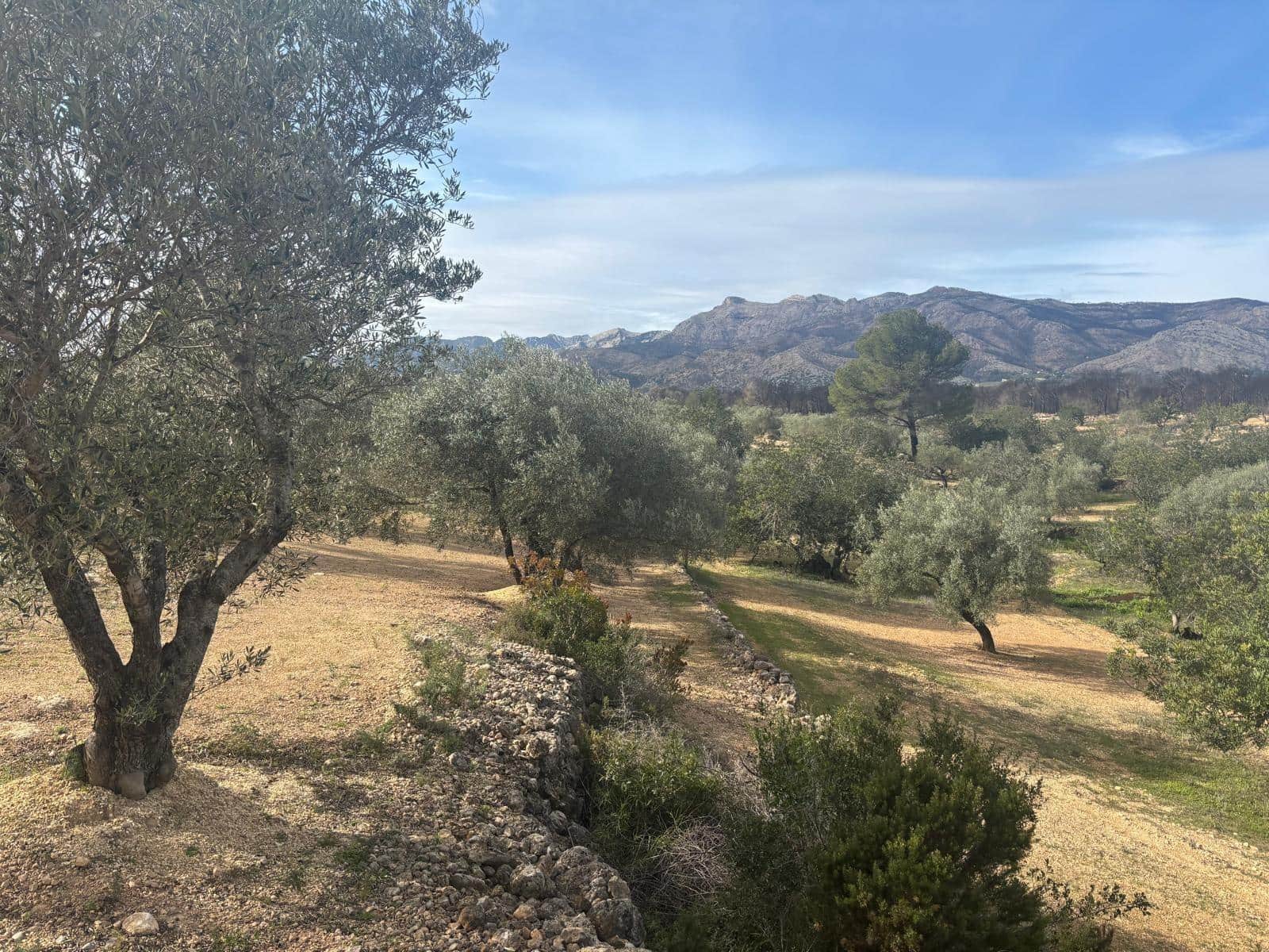 Mark till salu i Xerta - 69 000 € (Ref: 9565467)