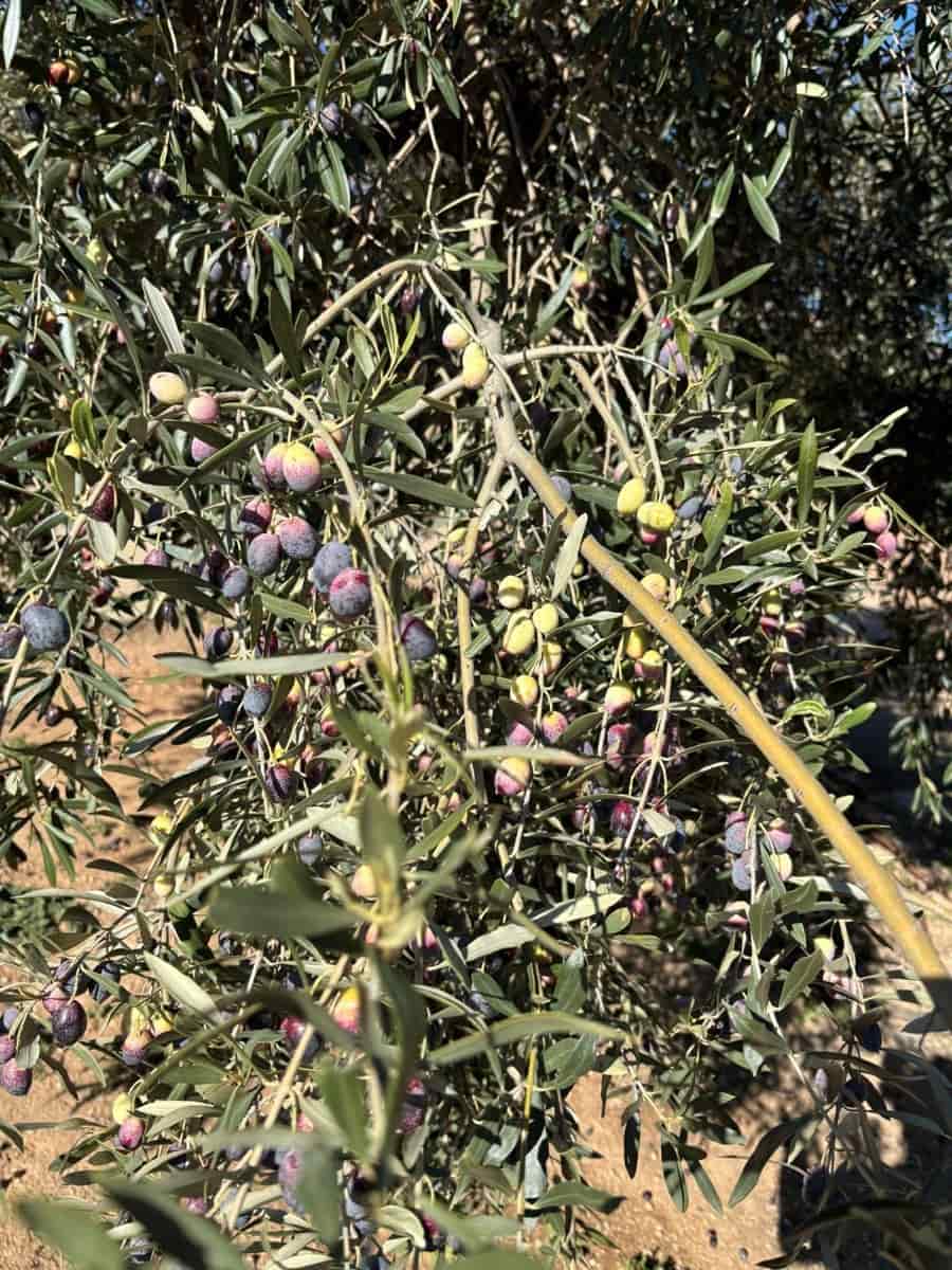 1 soveværelse Finca/Landehus til salg i Xerta - € 300.000 (Ref: 9571401)