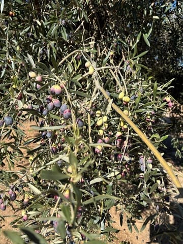 1 soveværelse Finca/Landehus til salg i Xerta - € 300.000 (Ref: 9571401)