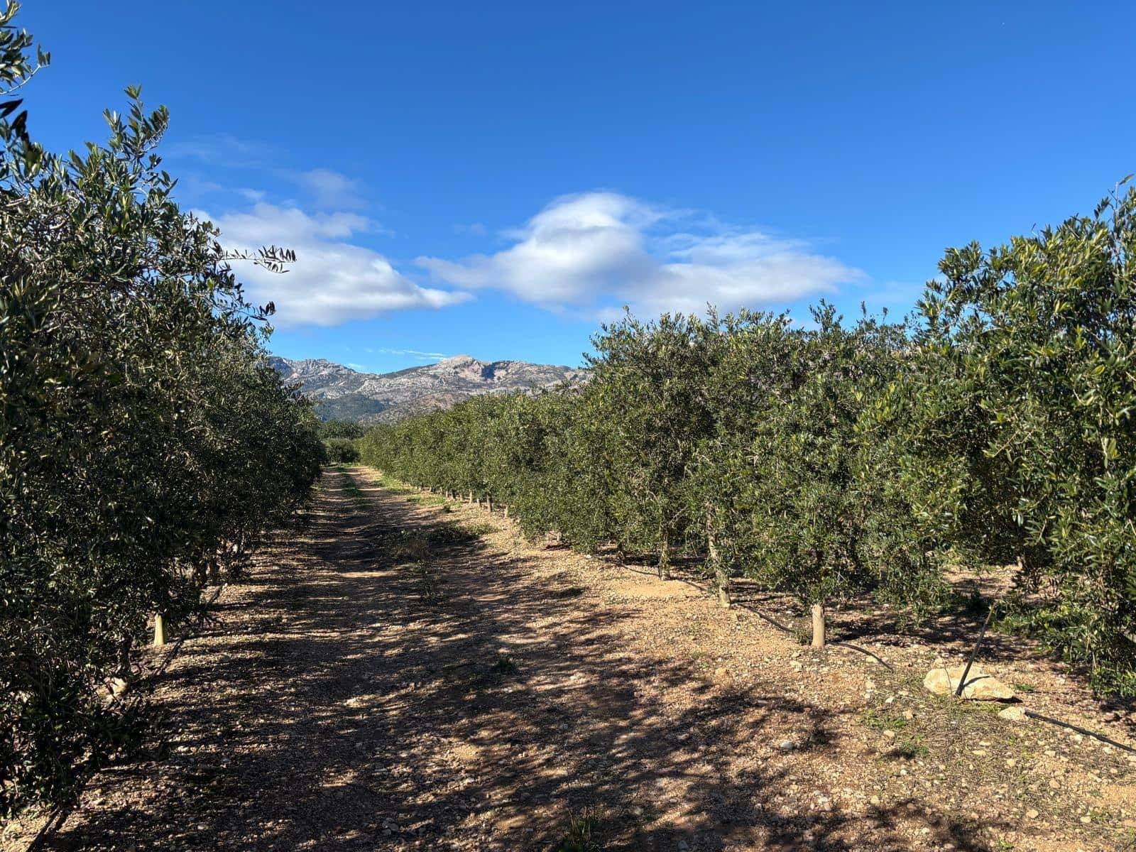 1 soveværelse Finca/Landehus til salg i Xerta - € 300.000 (Ref: 9571401)