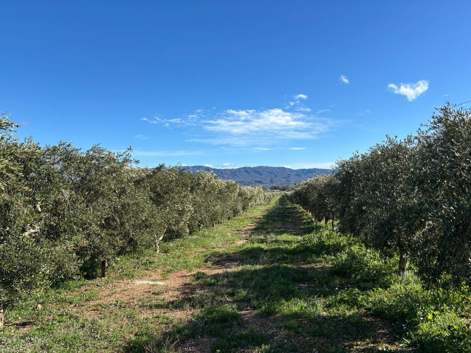 1 soveværelse Finca/Landehus til salg i Xerta - € 300.000 (Ref: 9571401)