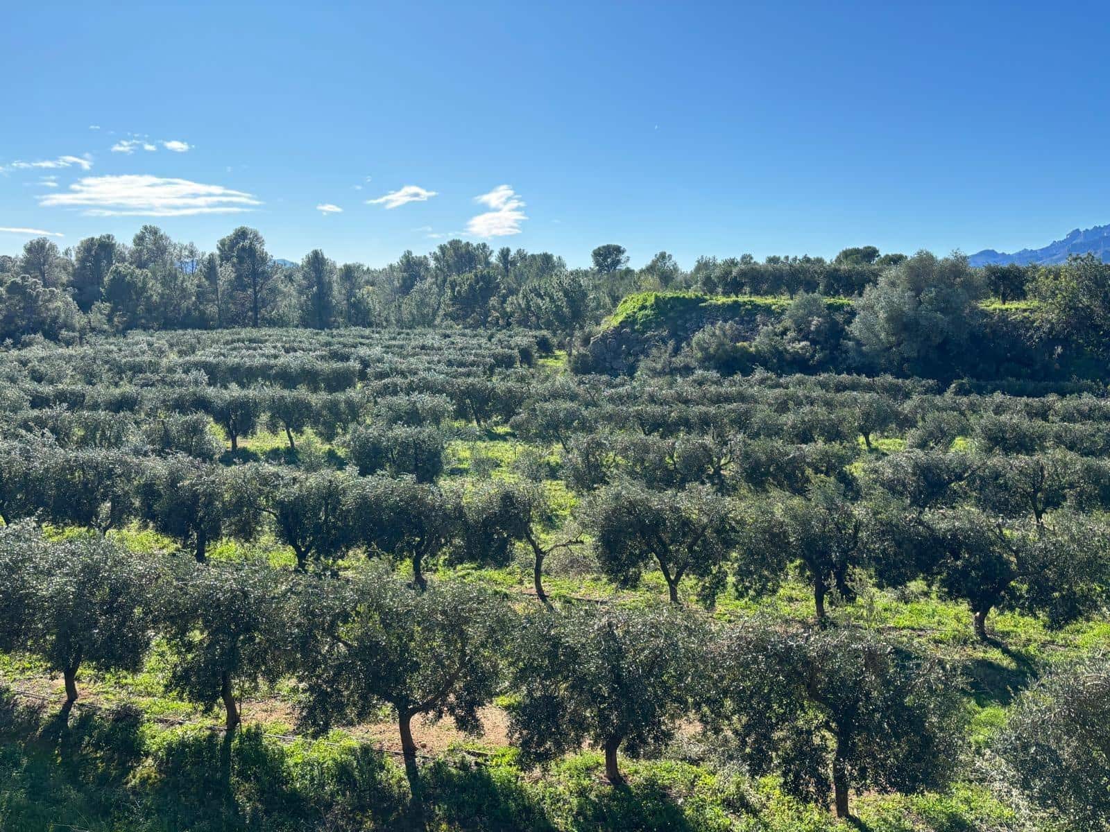 1 soveværelse Finca/Landehus til salg i Xerta - € 300.000 (Ref: 9571401)