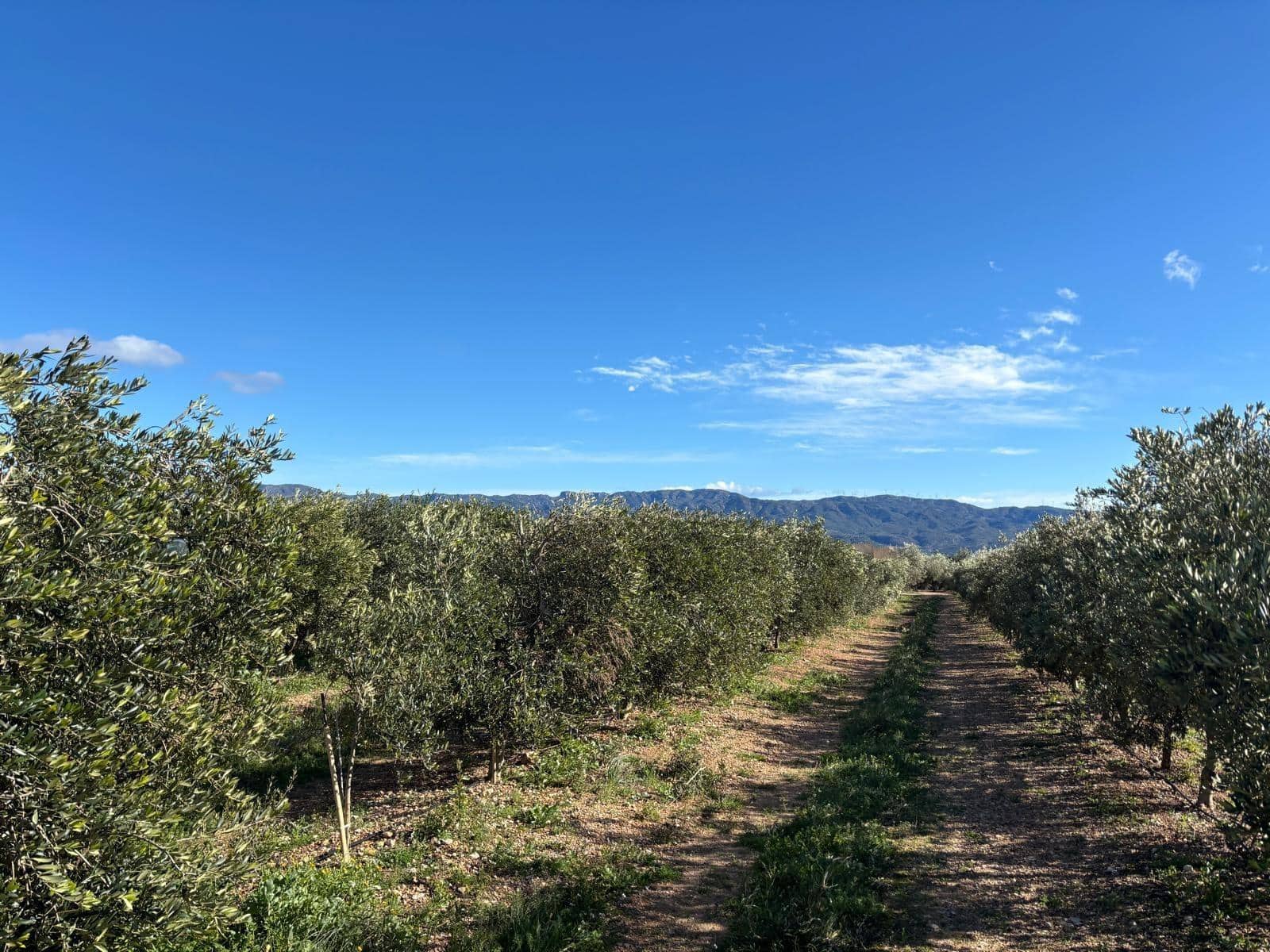 1 soveværelse Finca/Landehus til salg i Xerta - € 300.000 (Ref: 9571401)