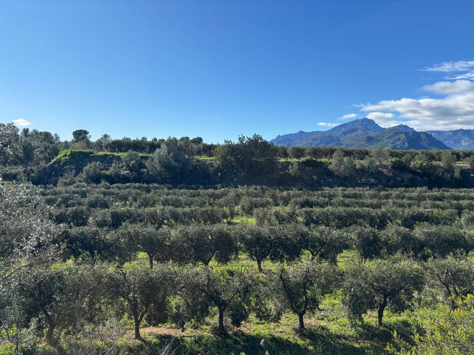 1 soveværelse Finca/Landehus til salg i Xerta - € 300.000 (Ref: 9571401)