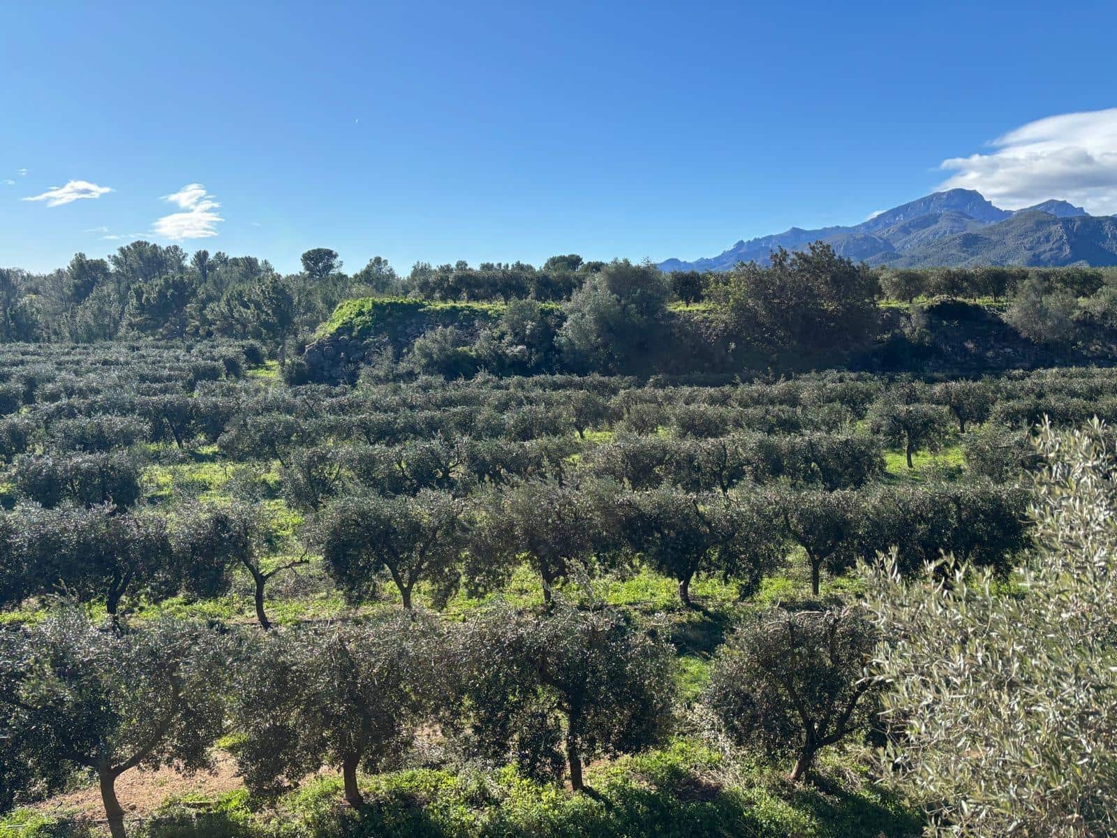 1 soveværelse Finca/Landehus til salg i Xerta - € 300.000 (Ref: 9571401)