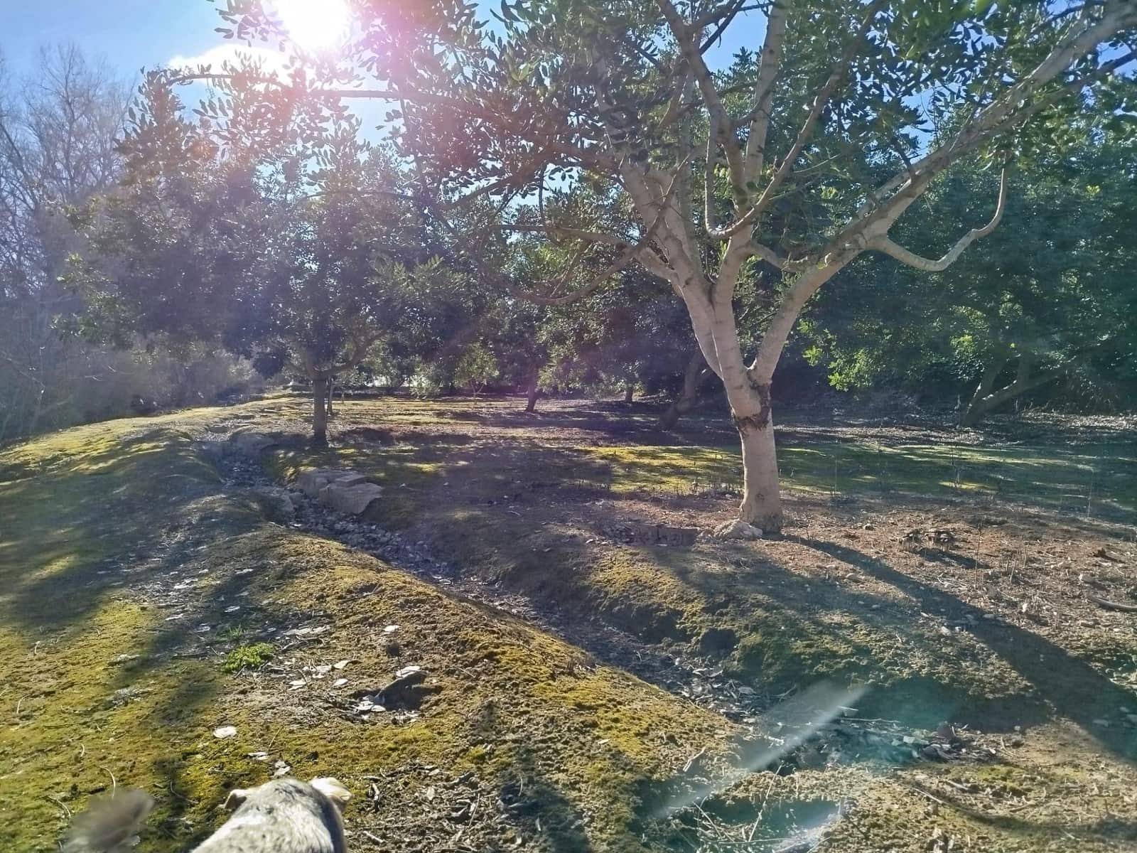 Terreno/Finca Rústica en Xerta en venta - 55.000 € (Ref: 9599731)