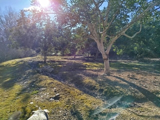 Terreno/Finca Rústica en Xerta en venta - 55.000 € (Ref: 9599731)