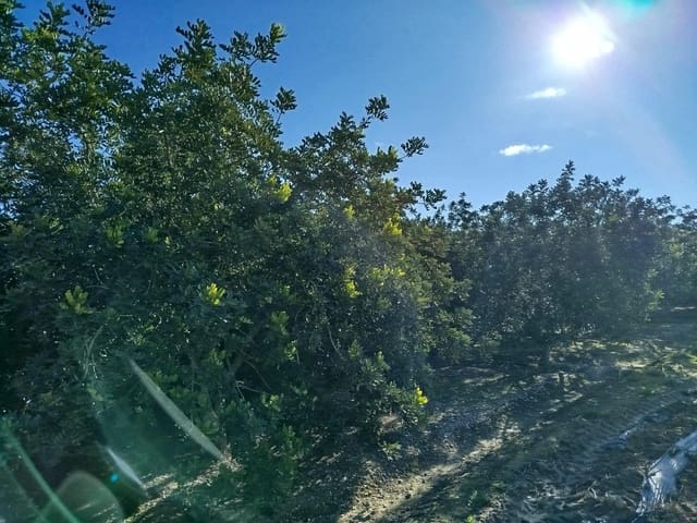 Terreno/Finca Rústica en Xerta en venta - 55.000 € (Ref: 9599731)