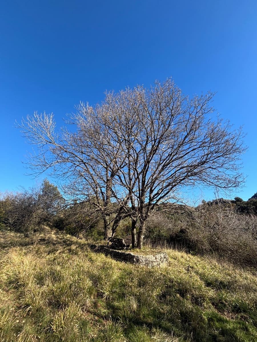 5 quarto Quinta/Casa Rural para venda em Alfara de Carles - 160 000 € (Ref: 9634813)