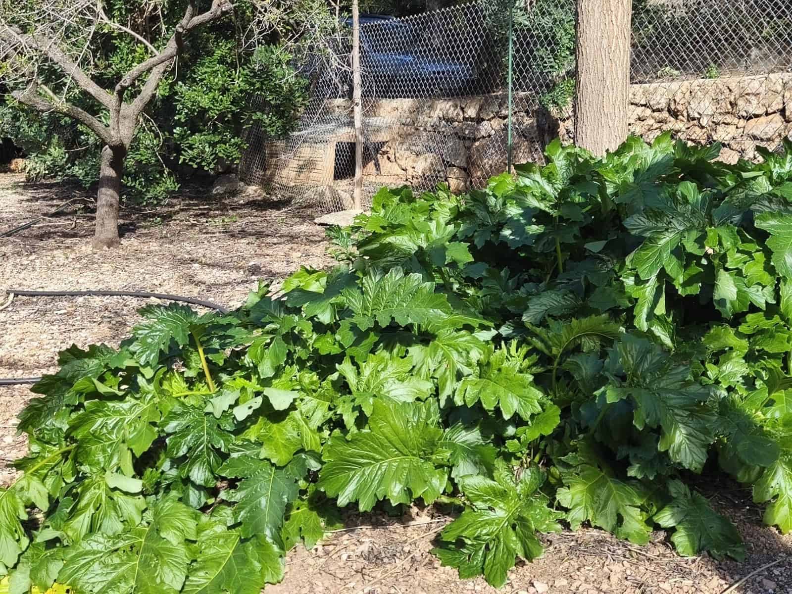 4 quarto Quinta/Casa Rural para venda em Alfara de Carles - 168 000 € (Ref: 9634817)