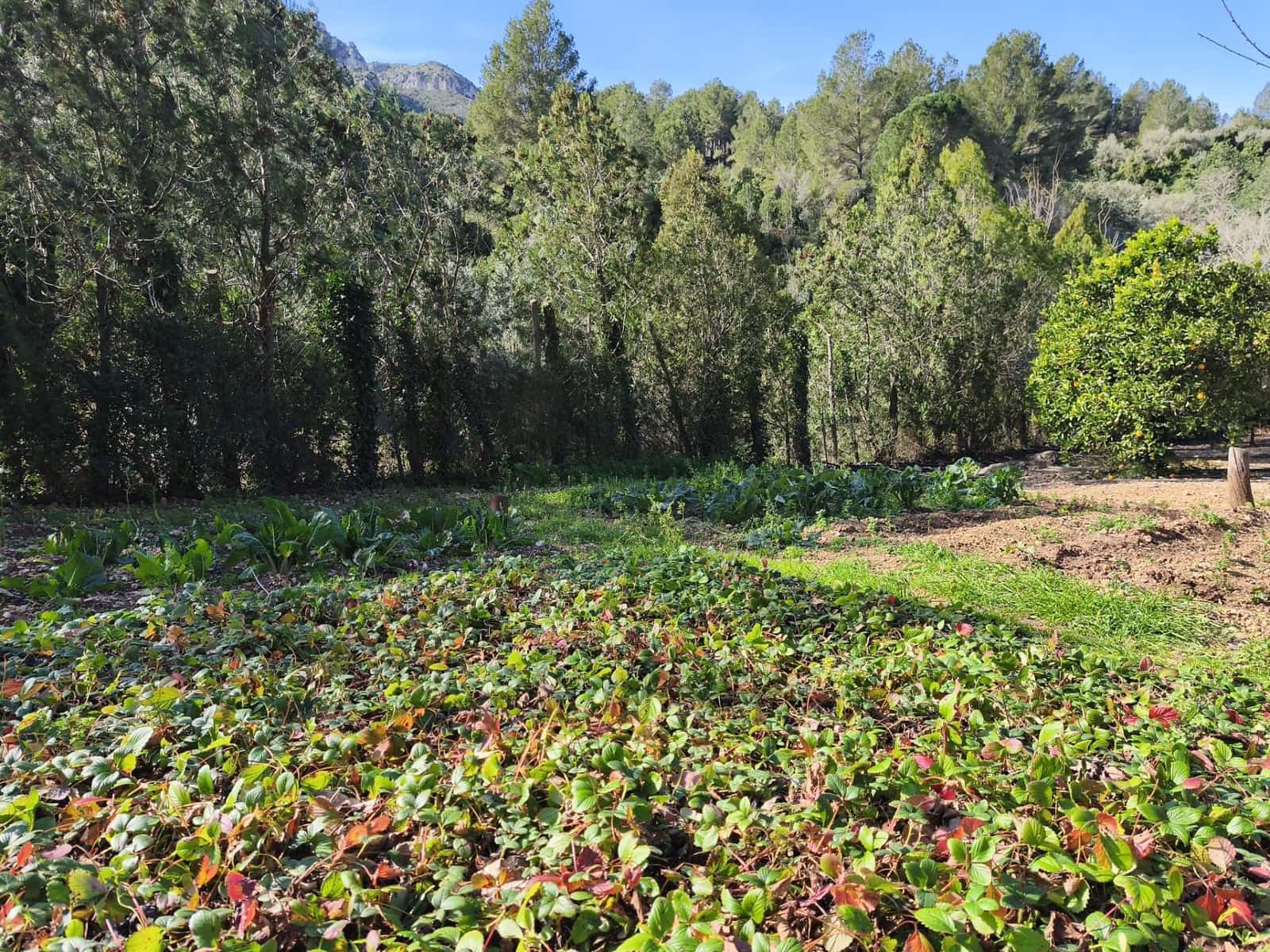 4 quarto Quinta/Casa Rural para venda em Alfara de Carles - 168 000 € (Ref: 9634817)