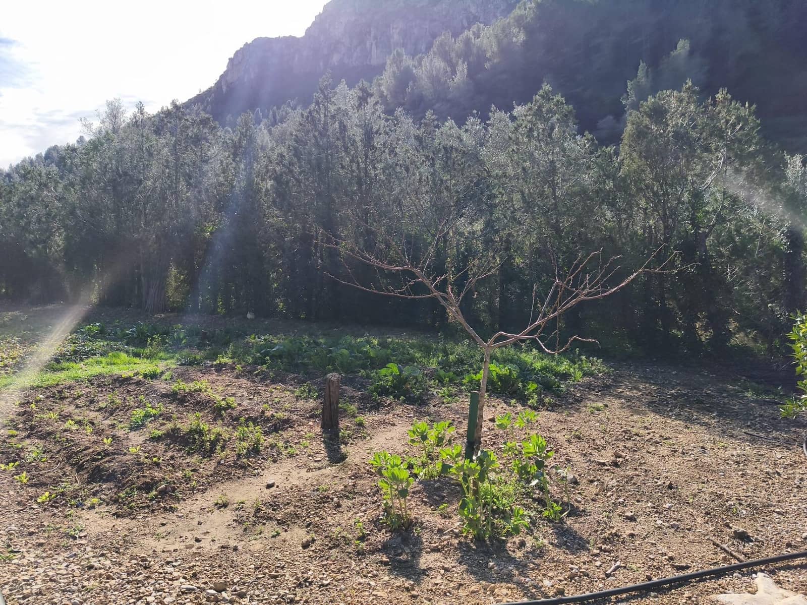 4 quarto Quinta/Casa Rural para venda em Alfara de Carles - 168 000 € (Ref: 9634817)