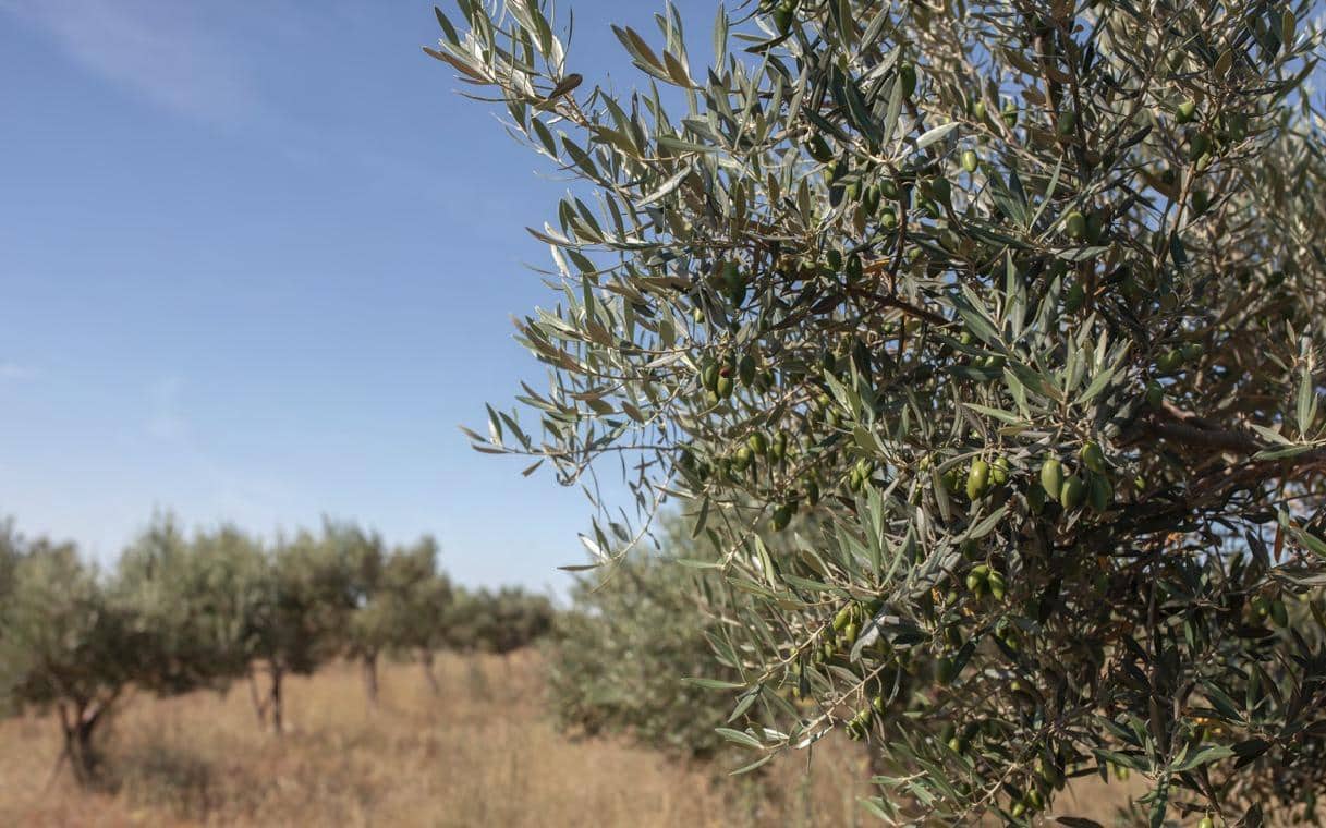 8 makuuhuone Huvila myytävänä paikassa Xerta mukana 
autotalli - 3 400 000 € (Ref: 9661982)