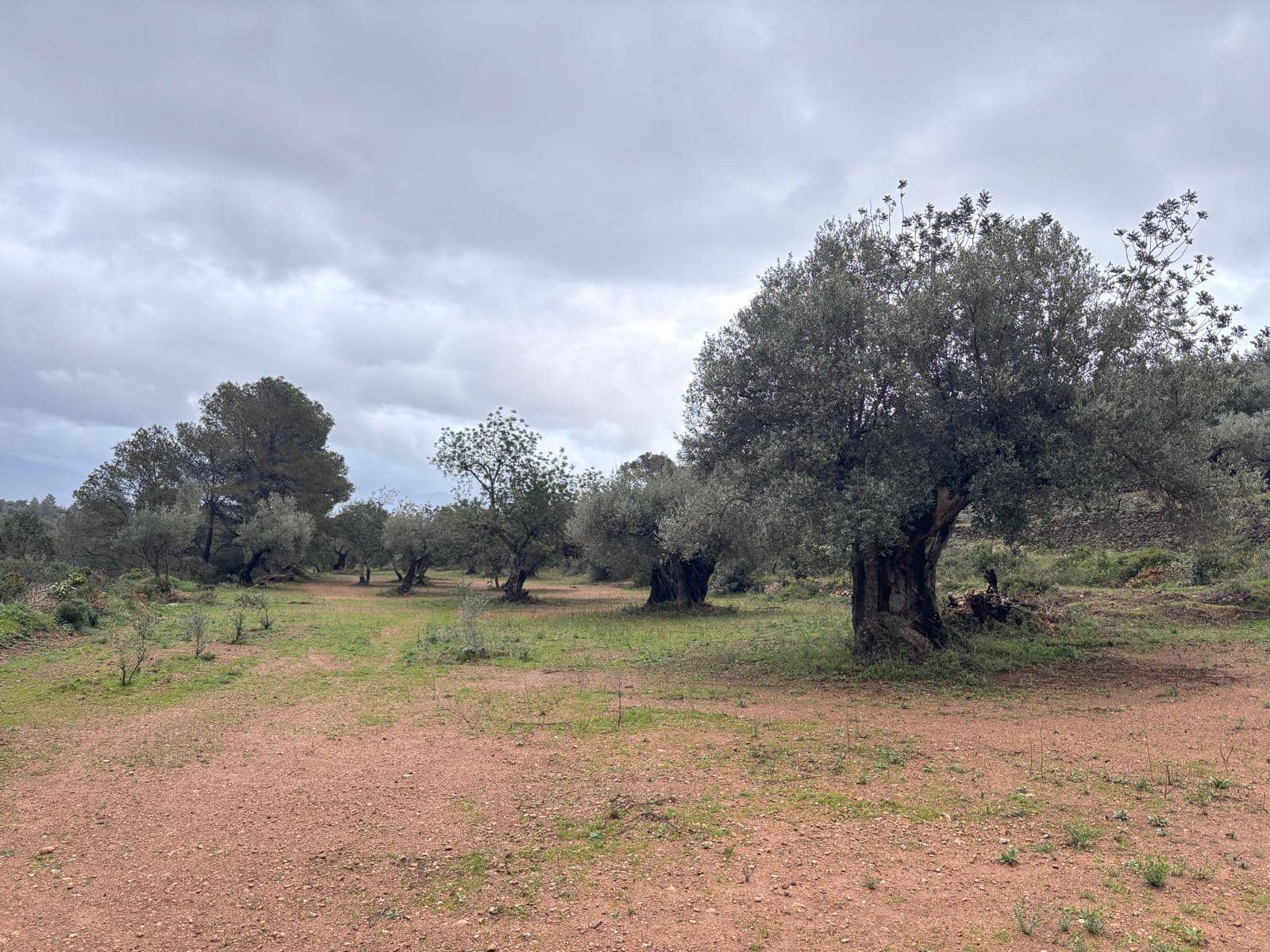 1 soveværelse Finca/Landehus til salg i Alfara de Carles - € 69.000 (Ref: 9661983)