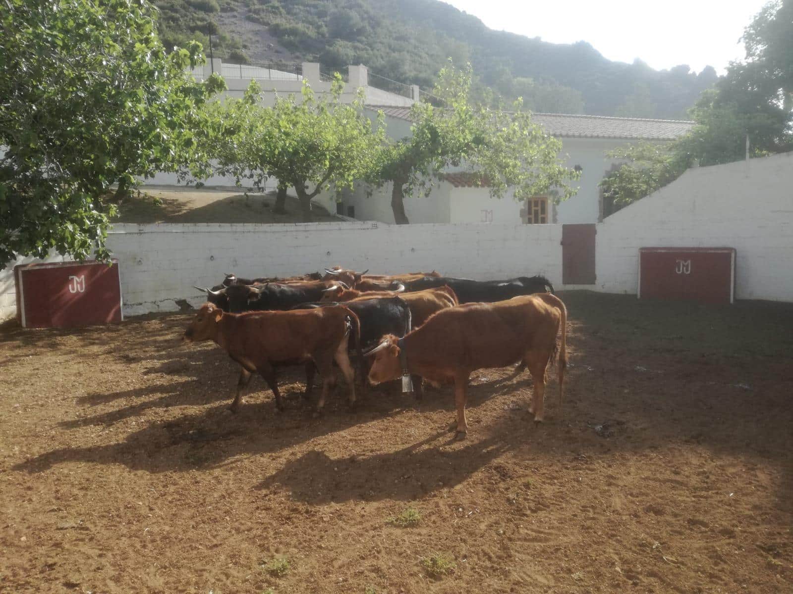 Negocio en Alfara de Carles en venta - 1.600.000 € (Ref: 9677645)