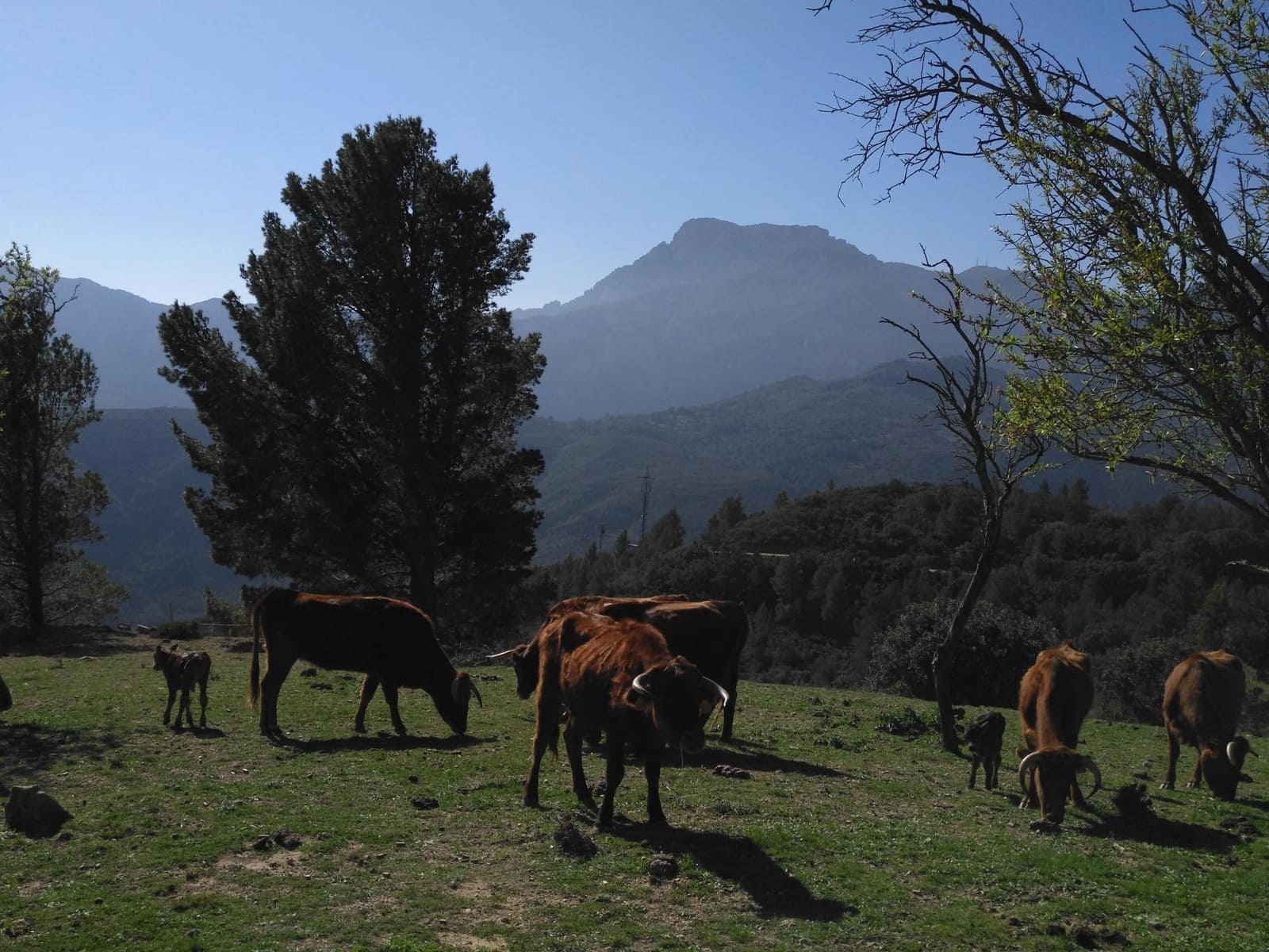 Negocio en Alfara de Carles en venta - 1.600.000 € (Ref: 9677645)