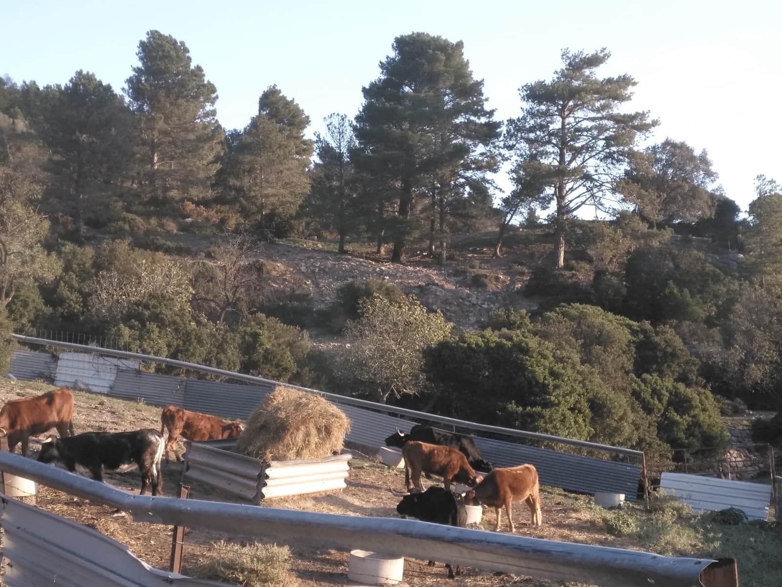 Negocio en Alfara de Carles en venta - 1.600.000 € (Ref: 9677645)