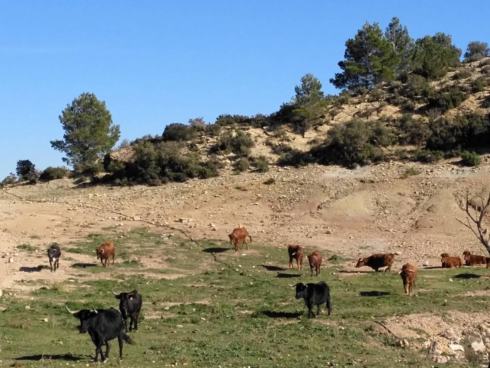 Negocio en Alfara de Carles en venta - 1.600.000 € (Ref: 9677645)