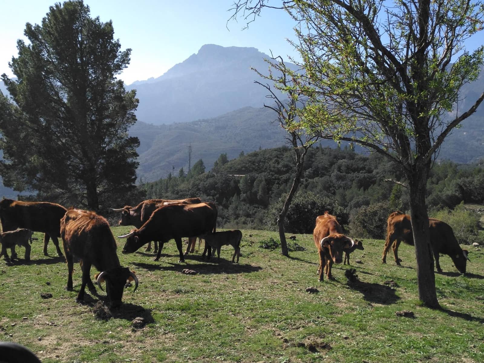 Negocio en Alfara de Carles en venta - 1.600.000 € (Ref: 9677645)