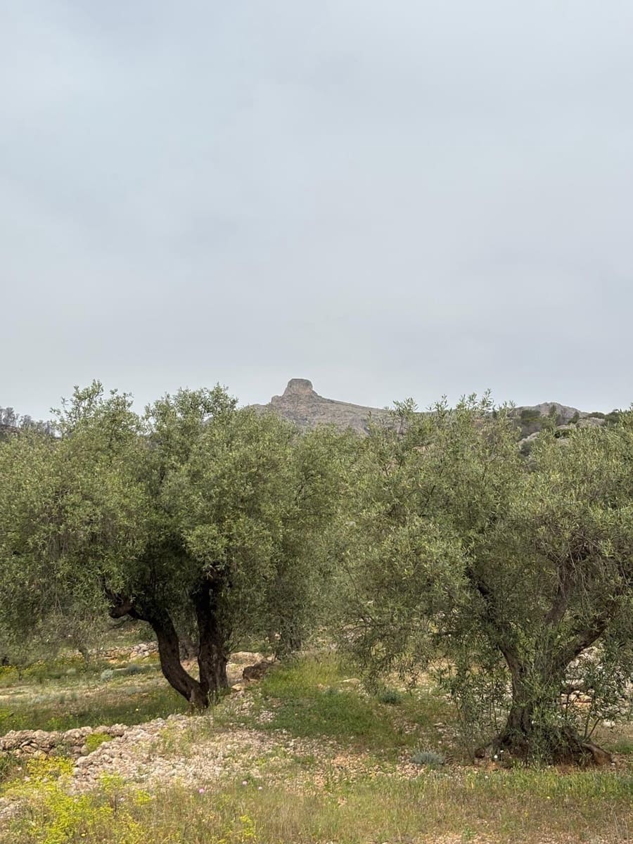 Negocio en Xerta en venta - 92.000 € (Ref: 9816050)