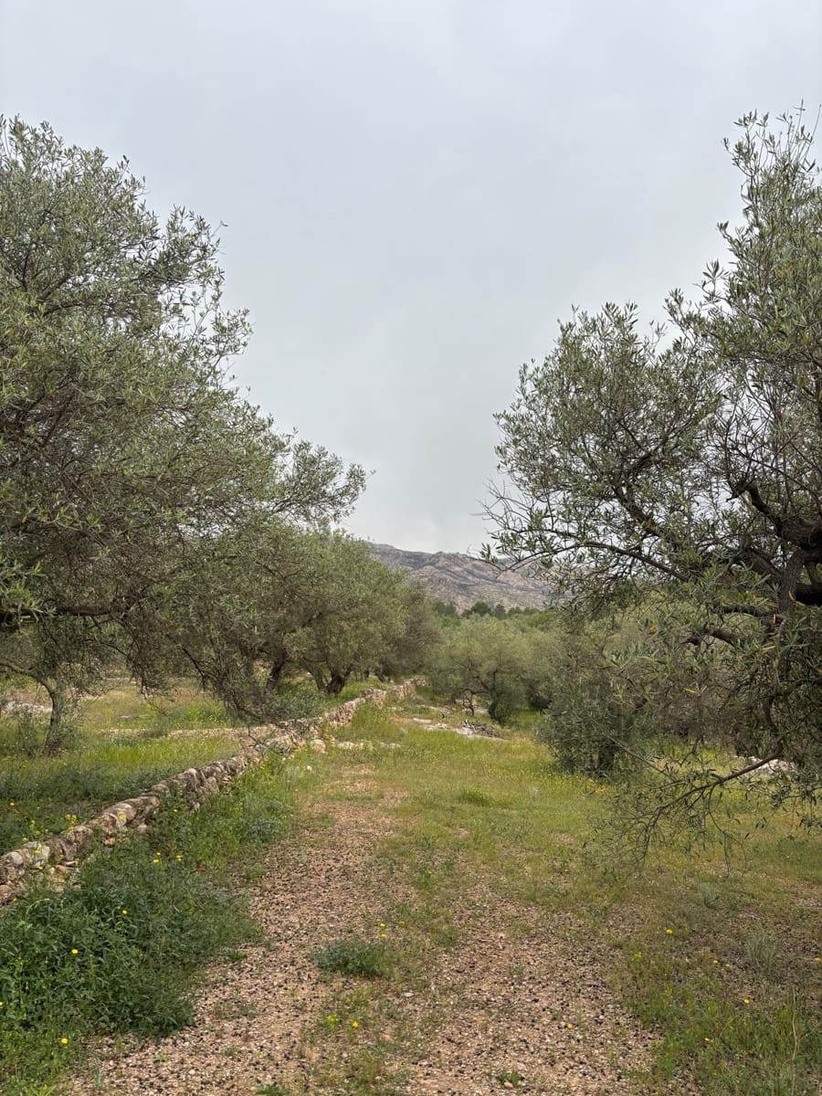 Negocio en Xerta en venta - 92.000 € (Ref: 9816050)