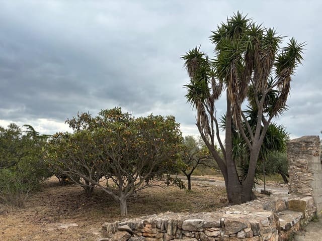 Negocio en Xerta en venta - 92.000 € (Ref: 9816050)