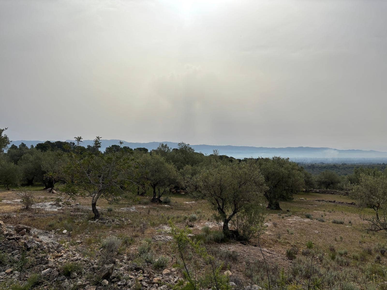 Negocio en Xerta en venta - 92.000 € (Ref: 9816050)