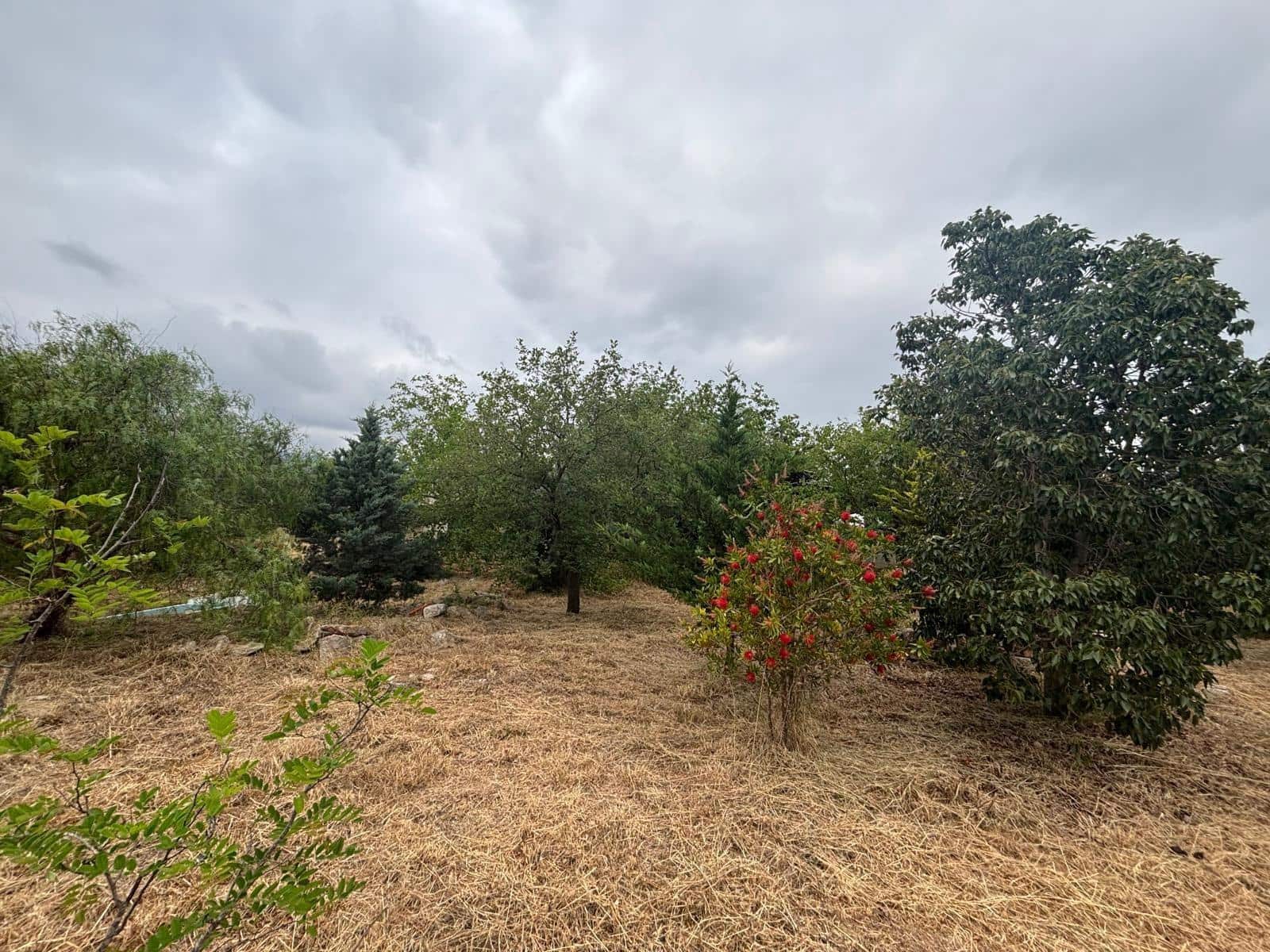 Negocio en Xerta en venta - 92.000 € (Ref: 9816050)