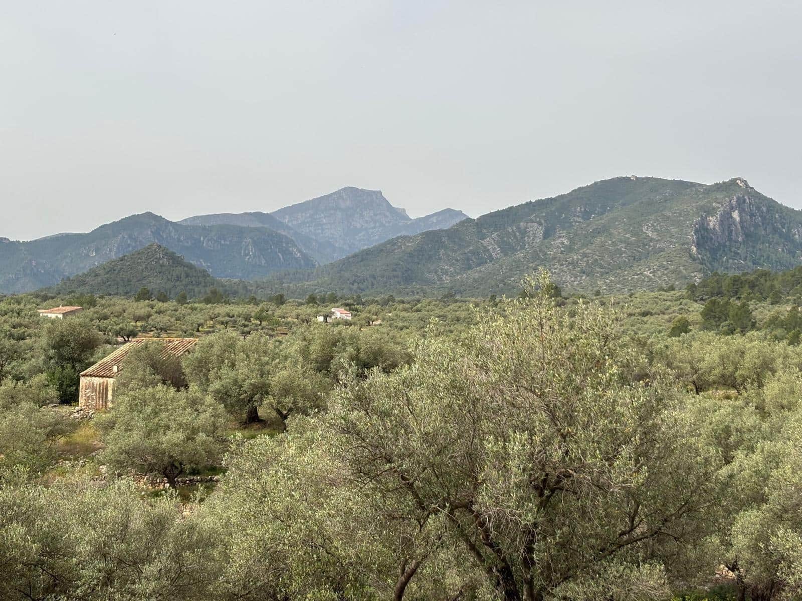 Negocio en Xerta en venta - 92.000 € (Ref: 9816050)