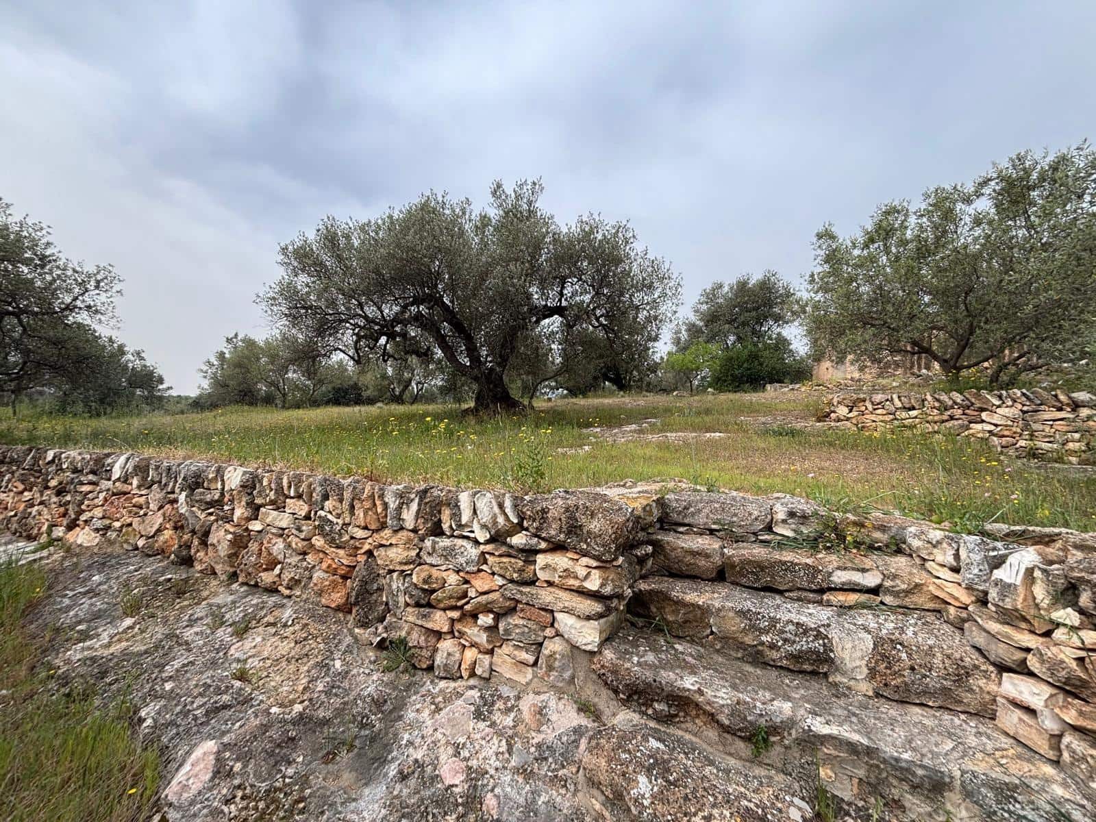 Negocio en Xerta en venta - 92.000 € (Ref: 9816050)