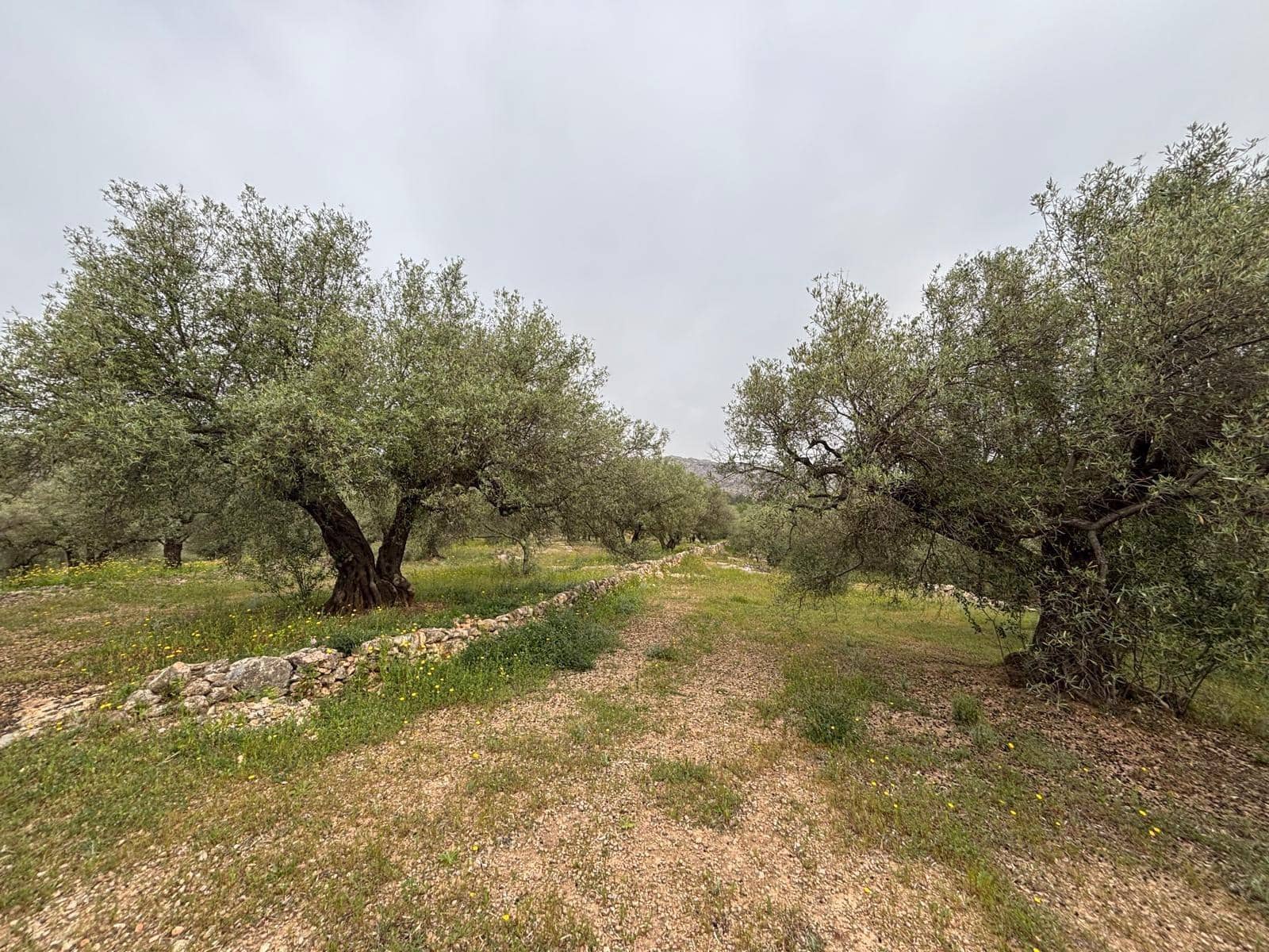 Negocio en Xerta en venta - 92.000 € (Ref: 9816050)