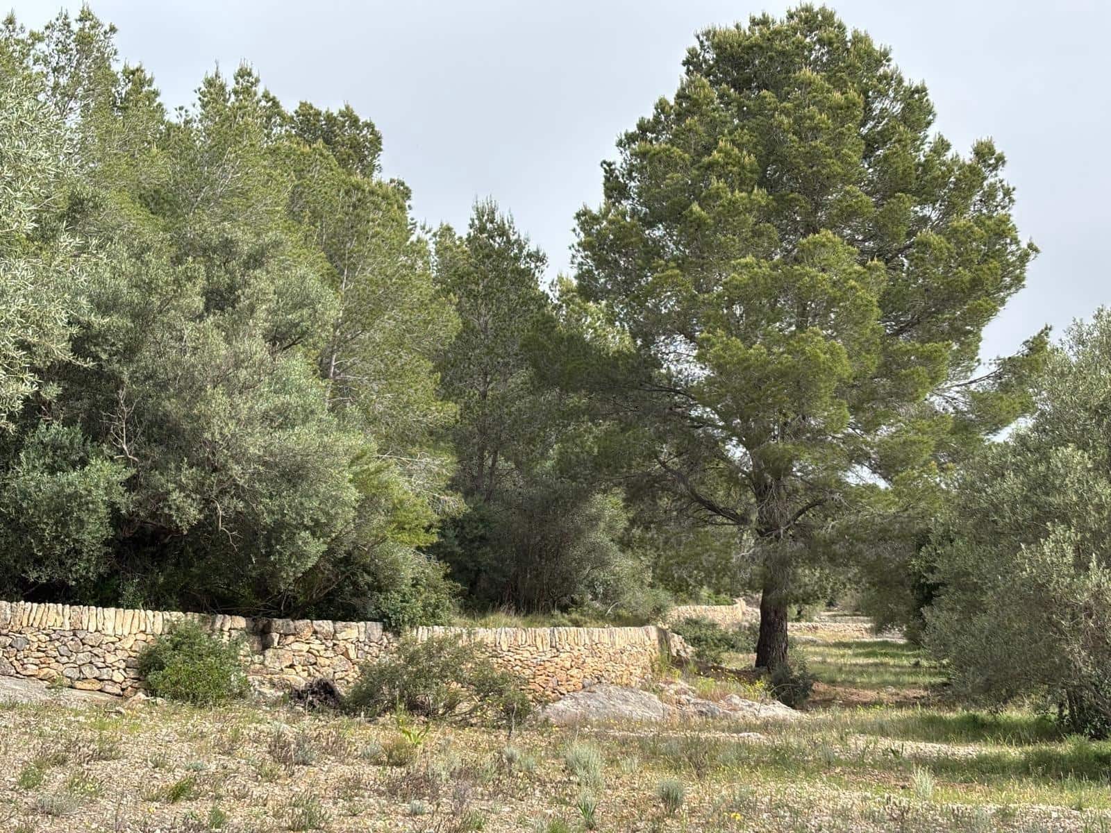 Negocio en Xerta en venta - 92.000 € (Ref: 9816050)
