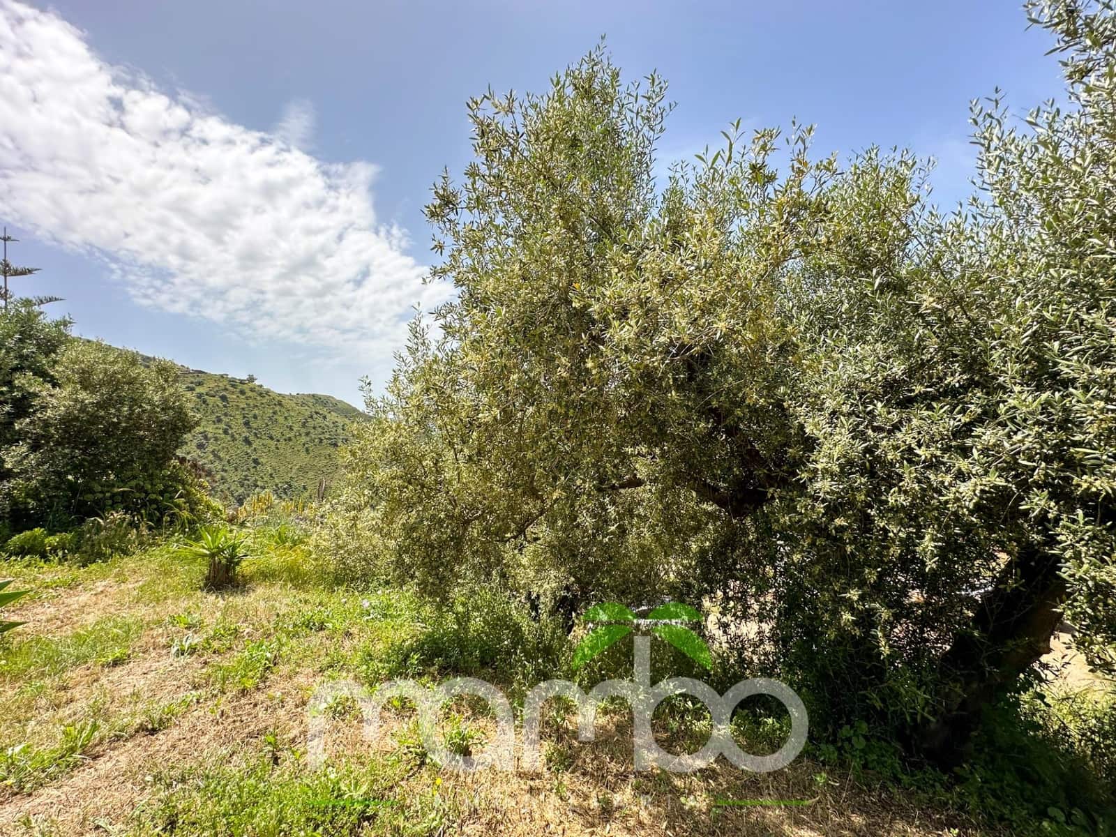 Finca/Casa Rural de 3 habitaciones en Canillas de Aceituno en venta - 199.900 € (Ref: 9484016)