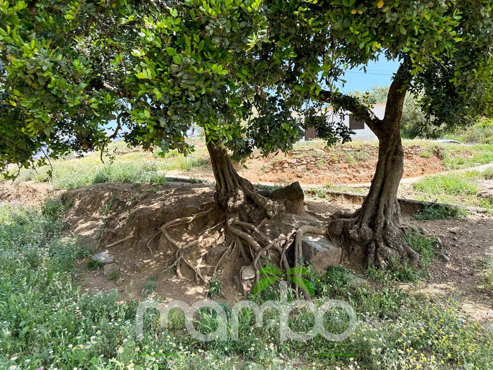 Finca/Casa Rural de 3 habitaciones en Canillas de Aceituno en venta - 199.900 € (Ref: 9484016)