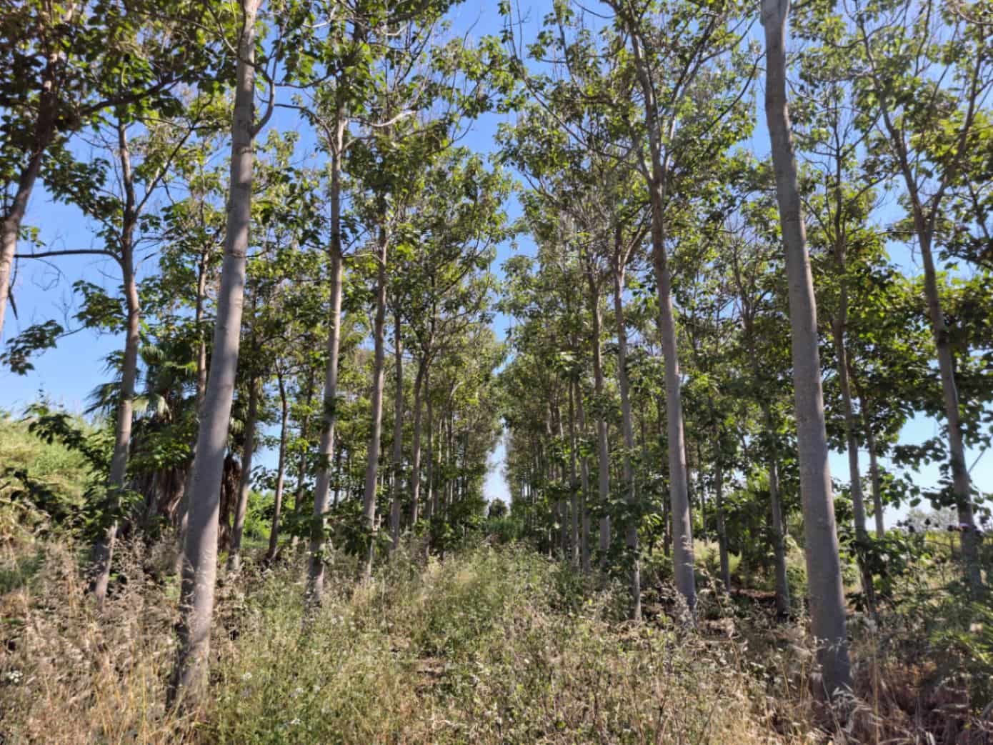 Terrain à Bâtir à vendre à Pego - 40 000 € (Ref: 10102891)