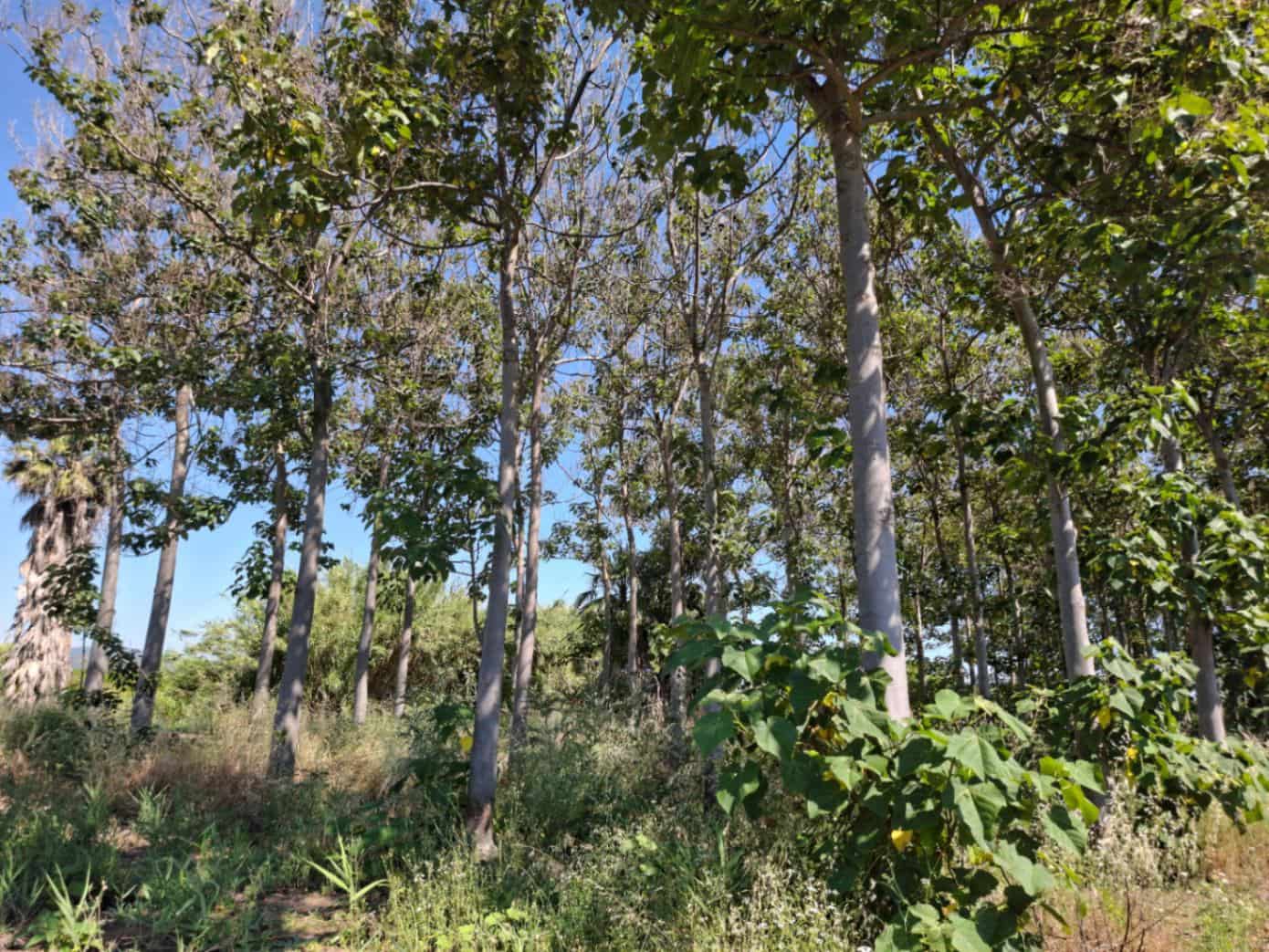 Terrain à Bâtir à vendre à Pego - 40 000 € (Ref: 10102891)