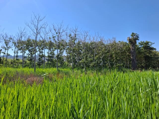 Terrain à Bâtir à vendre à Pego - 40 000 € (Ref: 10102891)