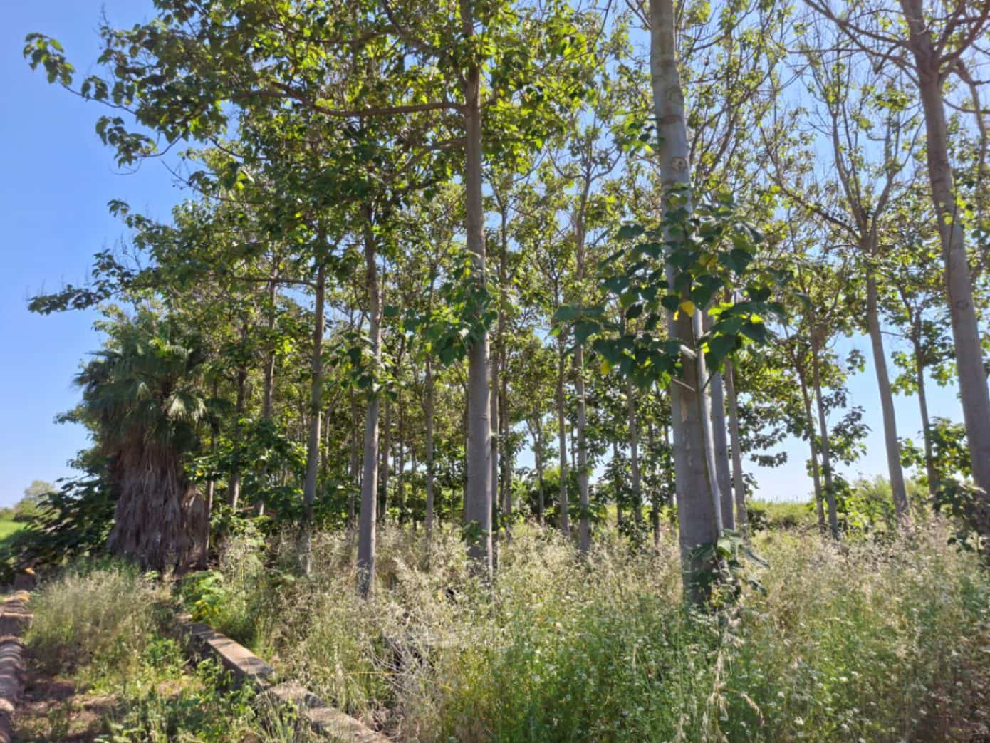 Terrain à Bâtir à vendre à Pego - 40 000 € (Ref: 10102891)