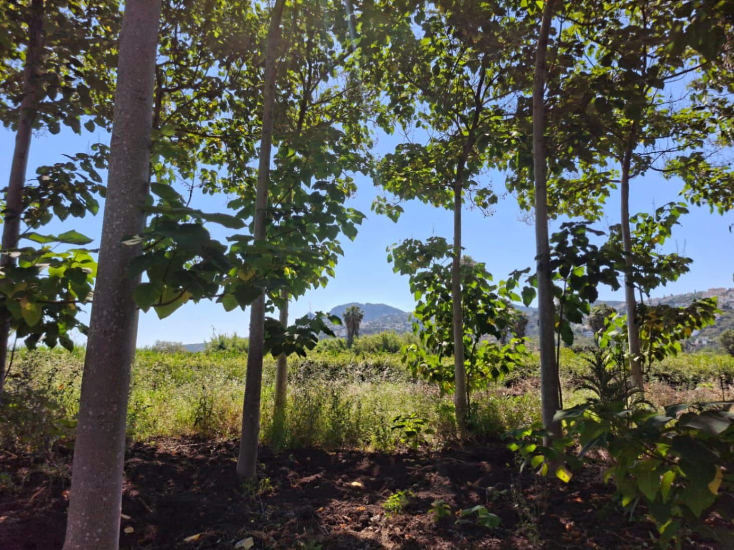 Terrain à Bâtir à vendre à Pego - 40 000 € (Ref: 10102891)