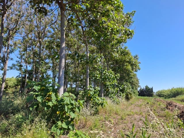 Terrain à Bâtir à vendre à Pego - 40 000 € (Ref: 10102891)