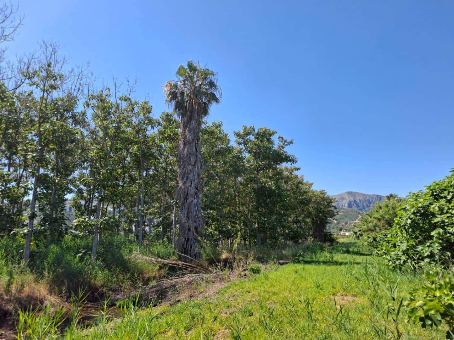 Terrain à Bâtir à vendre à Pego - 40 000 € (Ref: 10102891)