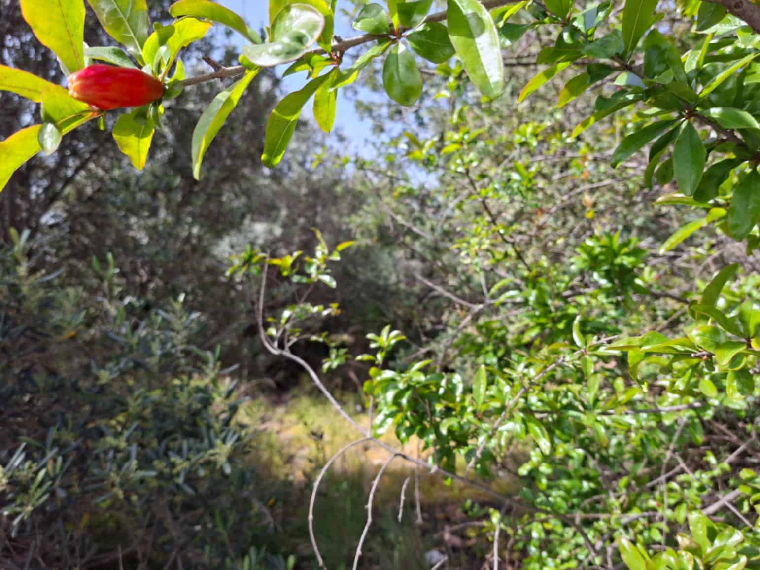 Bouwgrond te koop in Altea - € 470.000 (Ref: 10102902)