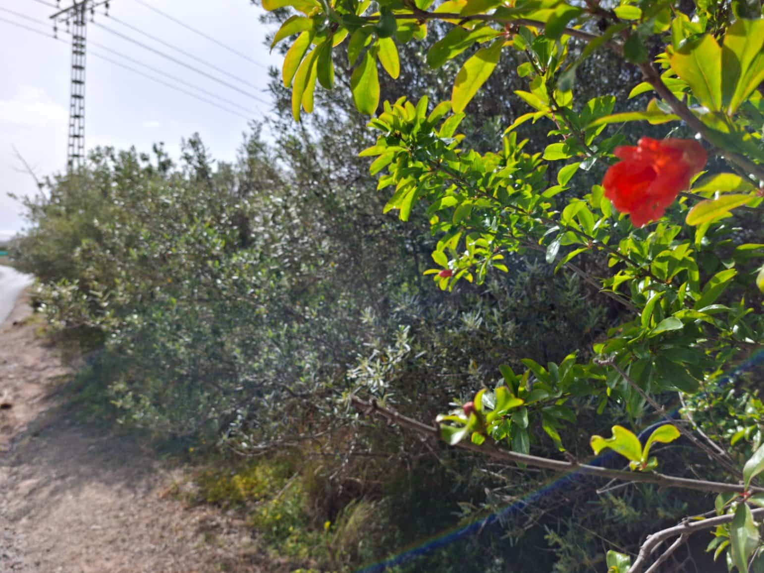 Bouwgrond te koop in Altea - € 470.000 (Ref: 10102902)