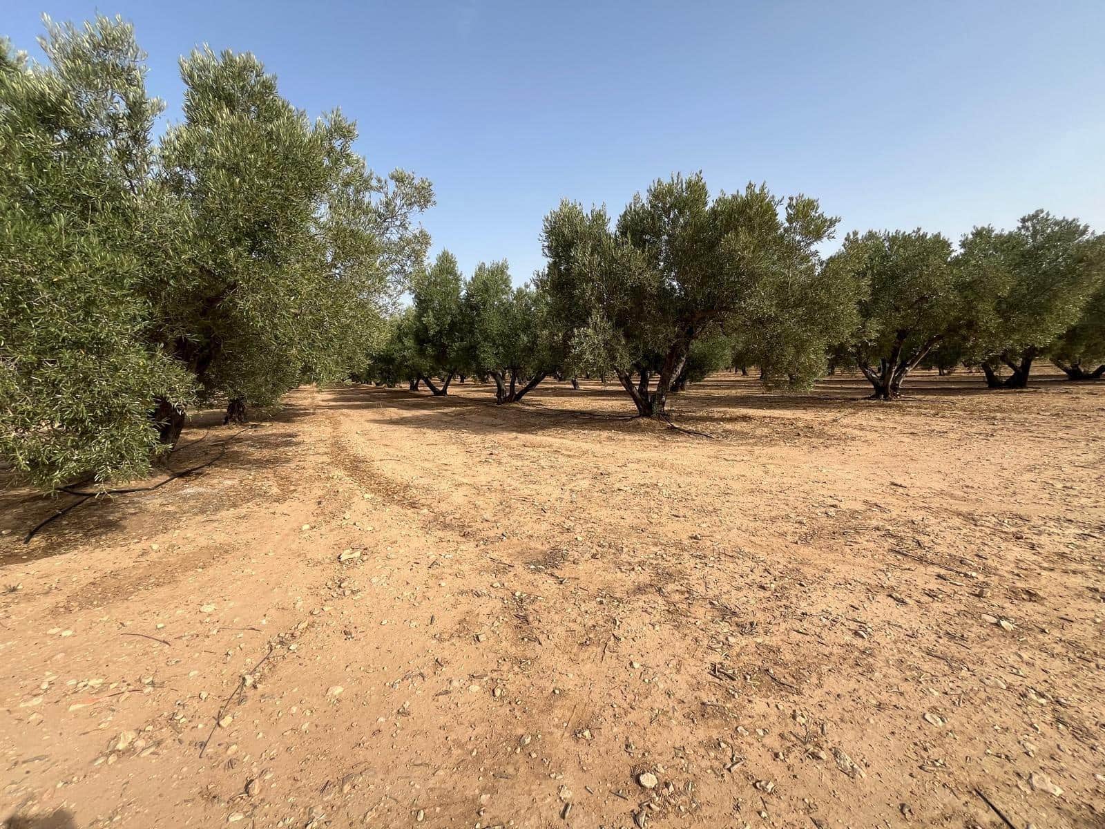 Grond te koop in Salinas - € 45.000 (Ref: 10009133)