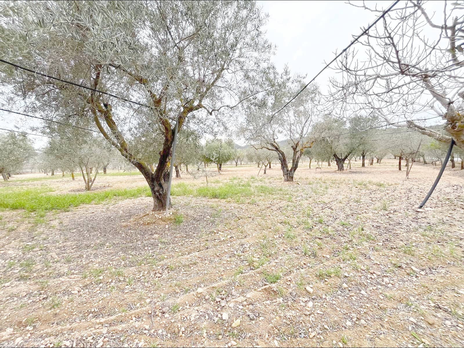 3 makuuhuone Maalaistalo myytävänä paikassa Monovar / Monover mukana uima-altaan 
autotalli - 110 000 € (Ref: 9505988)