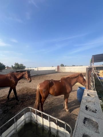 Finca/Landhuis te koop in Sangonera la Seca, Murcia stad met garage - € 159.000 (Ref: 9823251)