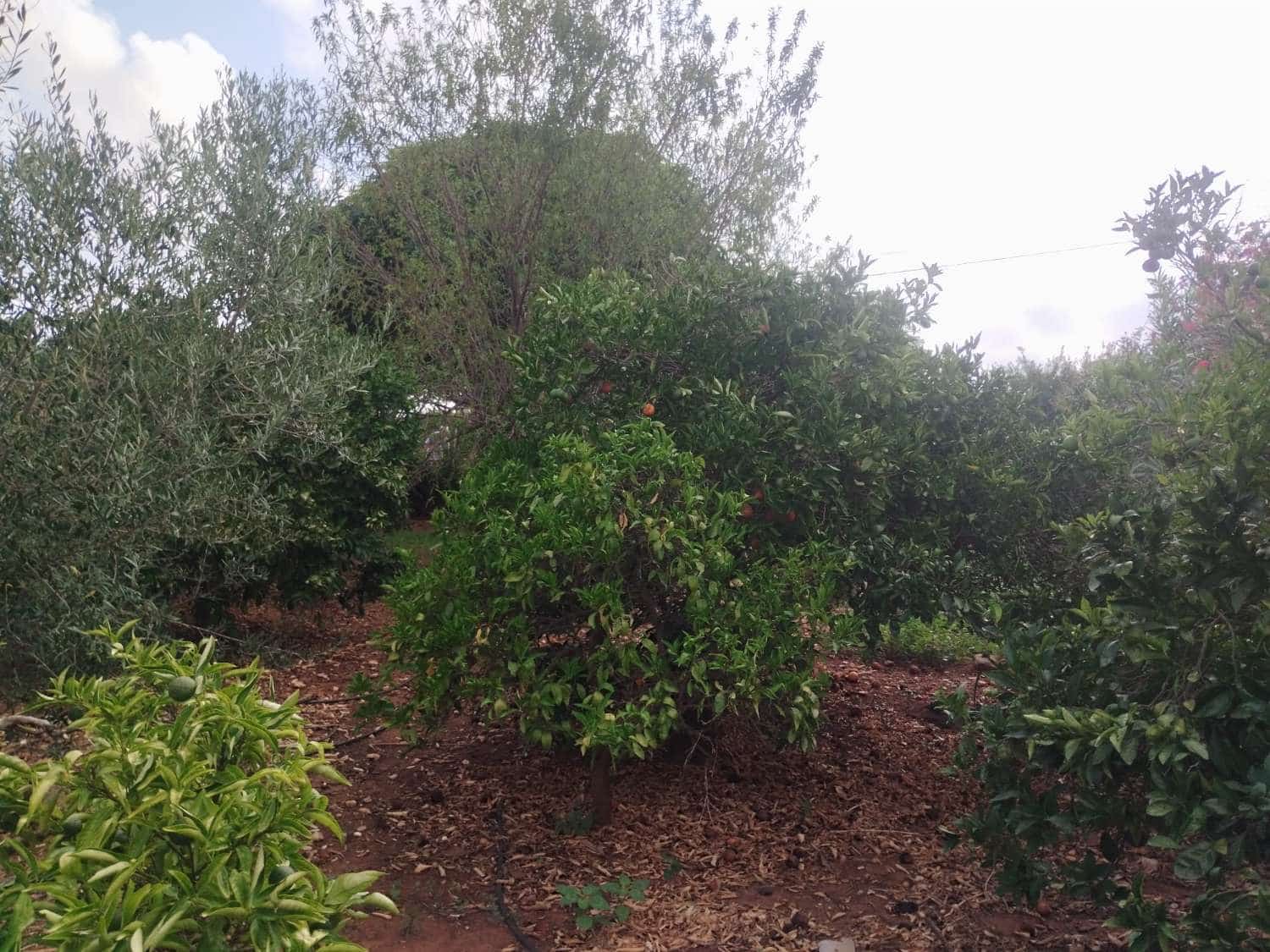 2 slaapkamer Finca/Landhuis te koop in Denia - € 290.000 (Ref: 10011097)