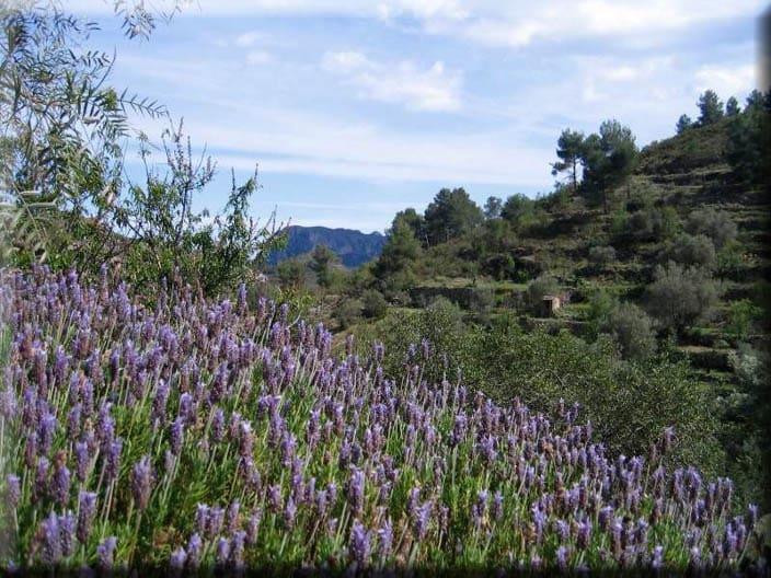 Finca/Casa Rural en Llíber en venta - 55.000 € (Ref: 9658469)