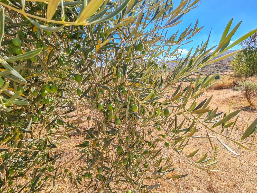 3 sovrum Hus till salu i Lubrin - 325 000 € (Ref: 9638906)